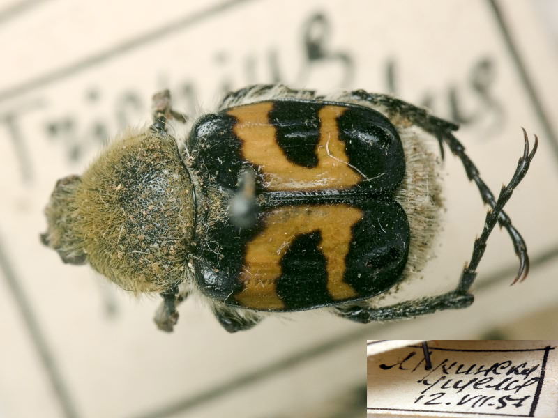 Trichius fasciatus (Linnaeus, 1758)